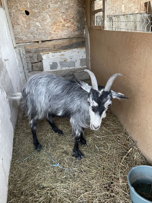 Capra de vanzare