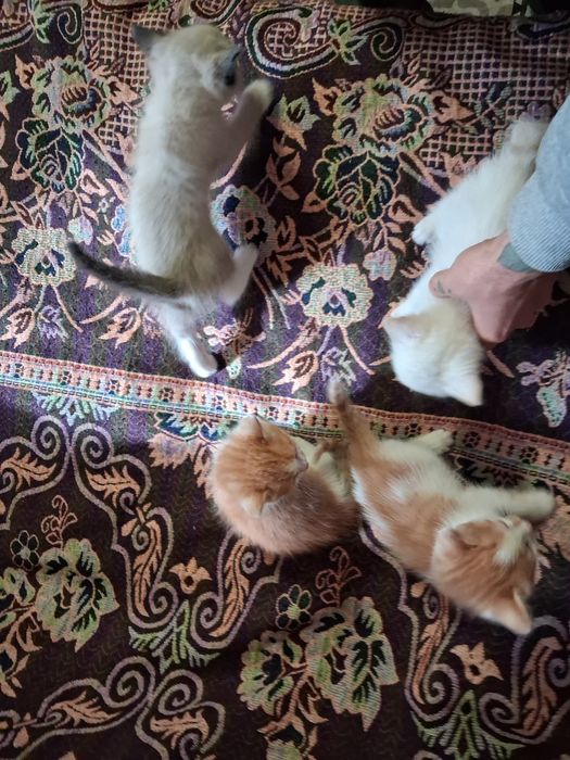 Отдам котят в хорошие руки