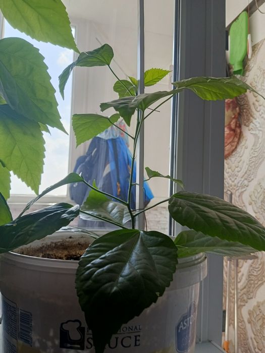 Продам Цветы в горшках
