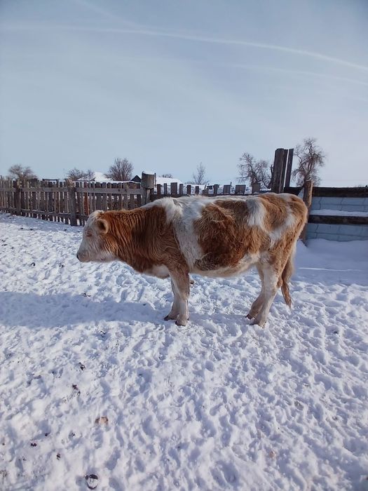 Продам КРС крупно рогатый скот 550 000