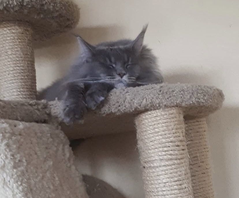 Мейн куун породисти котенца