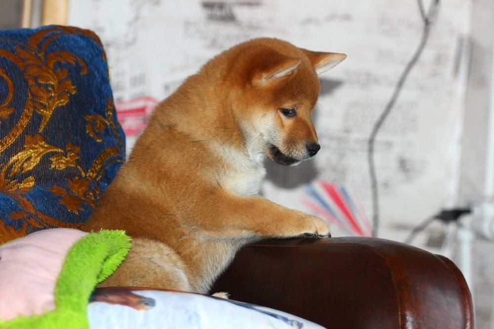 щенки сибы японской