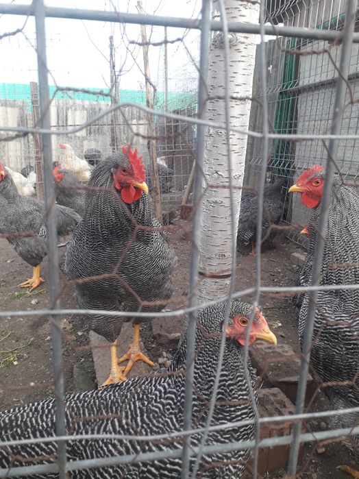 Pasări de curte de vînzare Plymut Rok Barat