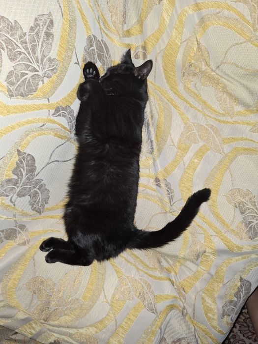 Отдадим Дымка в хорошие руки