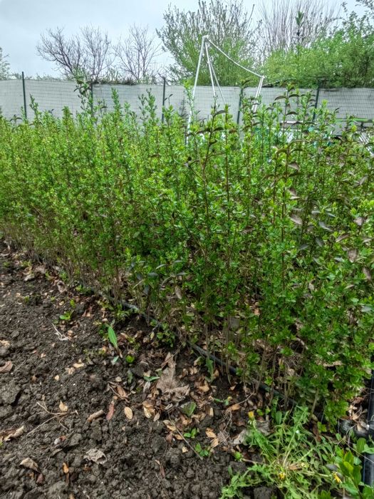 лигуструм на гол корен.височина 80-100 см.