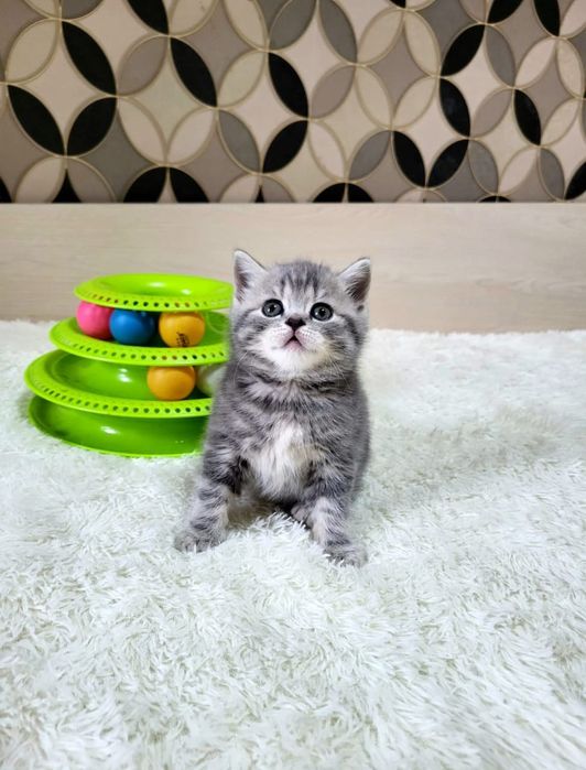 Британцы Девочка и Мальчик .