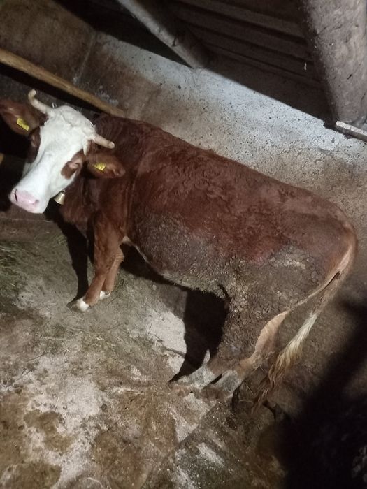 Vacă gestantă de 9 luni