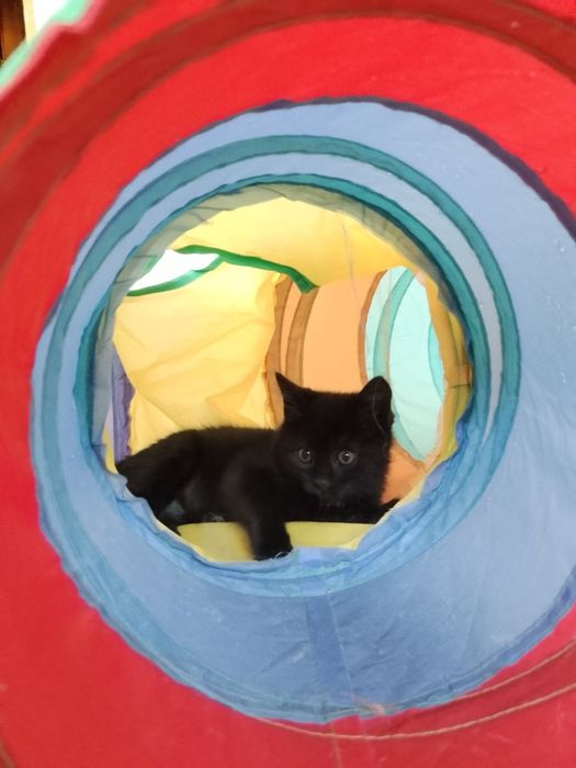 Отдам кота в добрые руки