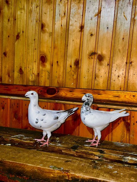 Продам голубей немцов