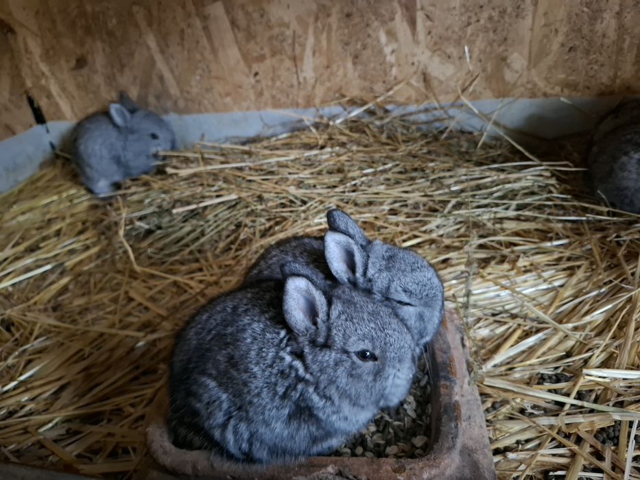 Iepuri de toate vârstele