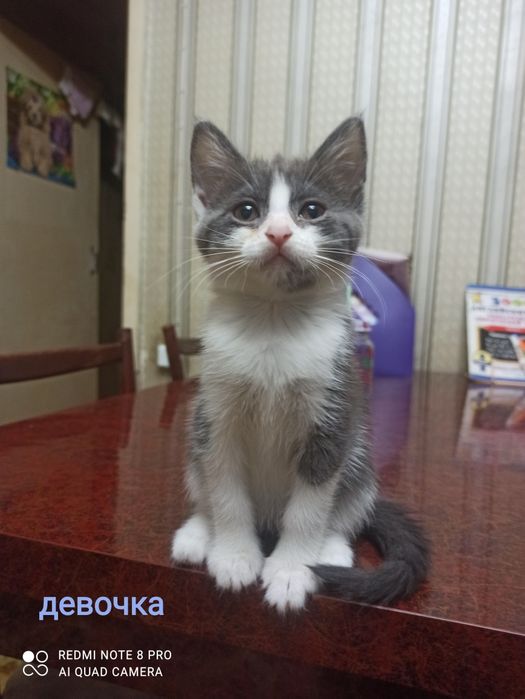 Срочно отдам котят в хорошие руки.