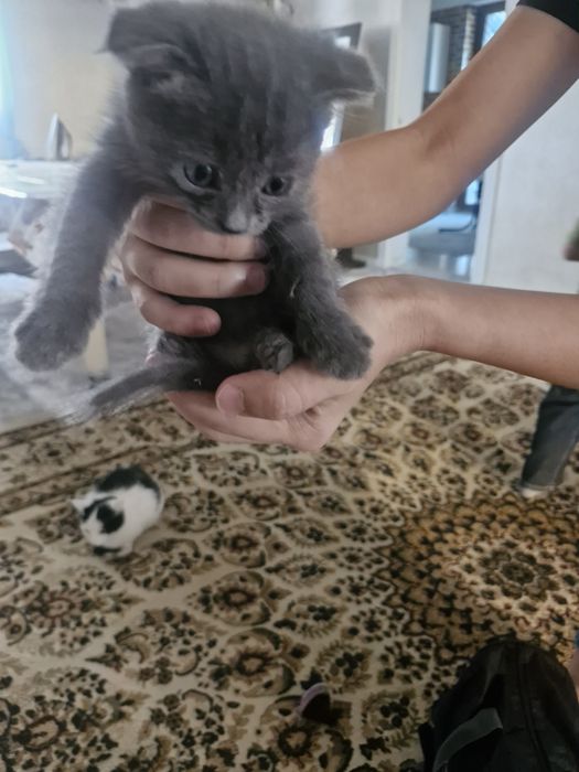 Животное, котята