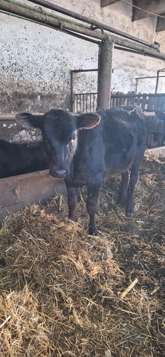 Телета 2 мъжки и 2 женски варненско