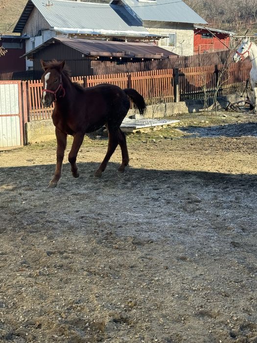 Vand carlana cuminte in varsta de 9 luni nu musca nu bate detali priva