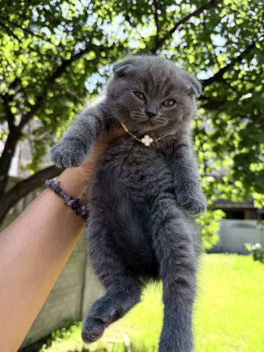 Tozza Shatlanski veslauxa