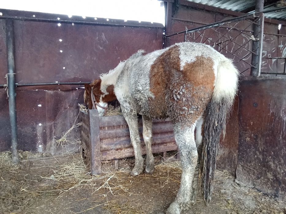 Кунан сатылады 2 жасар