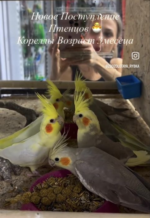 Кореллы Молодые Птенцы