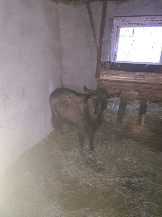 Țap alpin francez