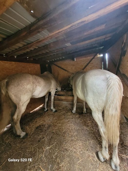 2 Cai de vânzare ,foarte buni de munca și extrem de cuminți