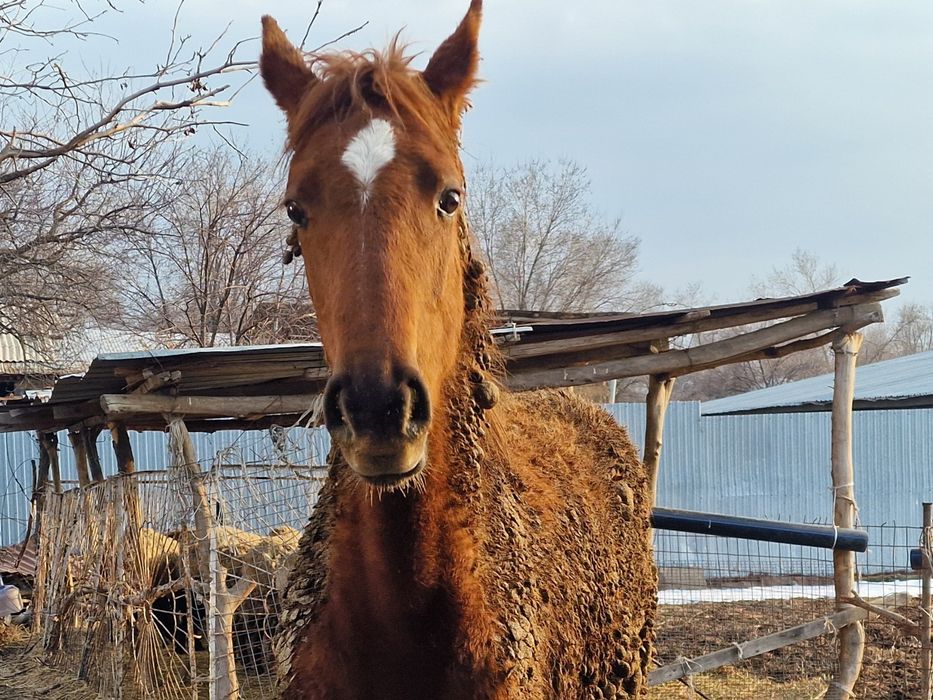 Тазакан Тай сатылады