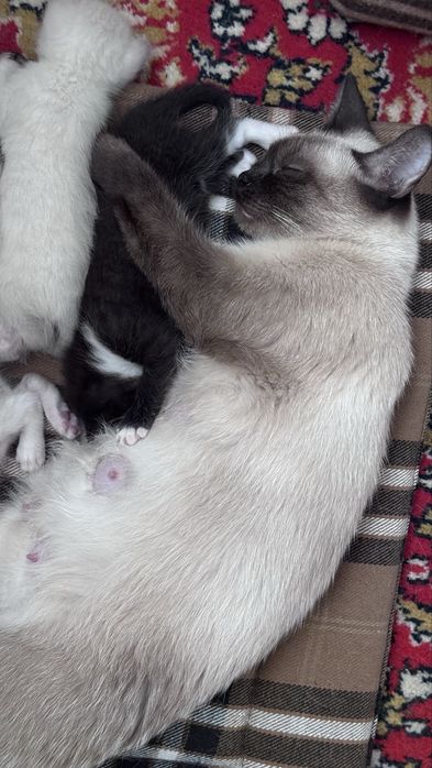 Отдадим котят в добрые руки