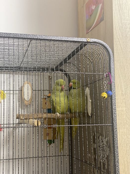 Pereche Micul Alexandru