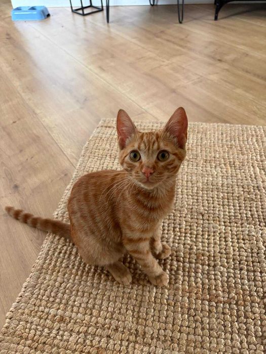 Pui Pisica adoptie