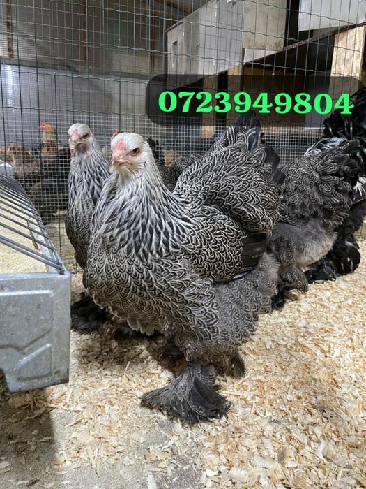 Gaini Brahma Hd  Herminat deschis Brahma Potarnichiu Brahma Columbia Brahma Herminat inchis familie Brahma  Marans Sussex Australorp Jersey Giant