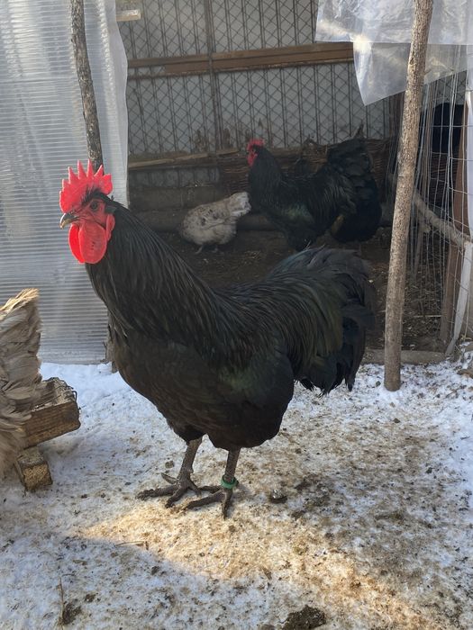 Cocos Australorp, New Hampshire, Plymouth
