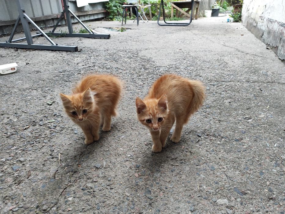 Котики 1,5 месяца ищут хозяев