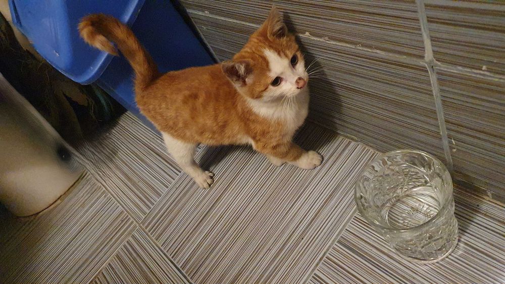 Намерено - Рижаво мъниче спешно търси дом