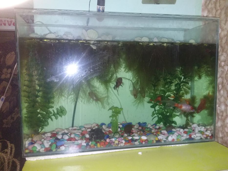 Аквариум с рыбками