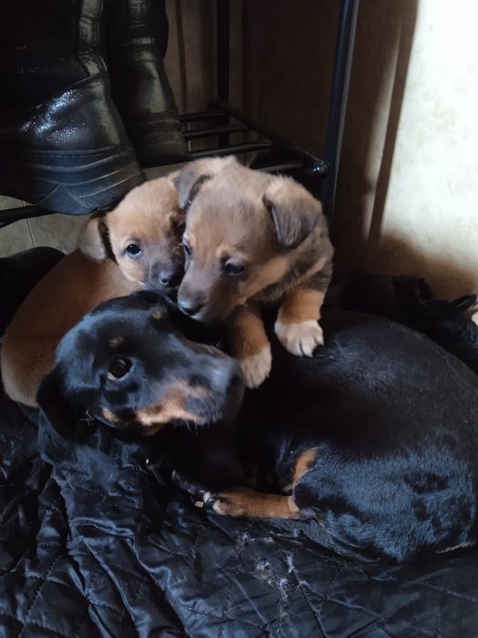 Щеночки, бесплатно