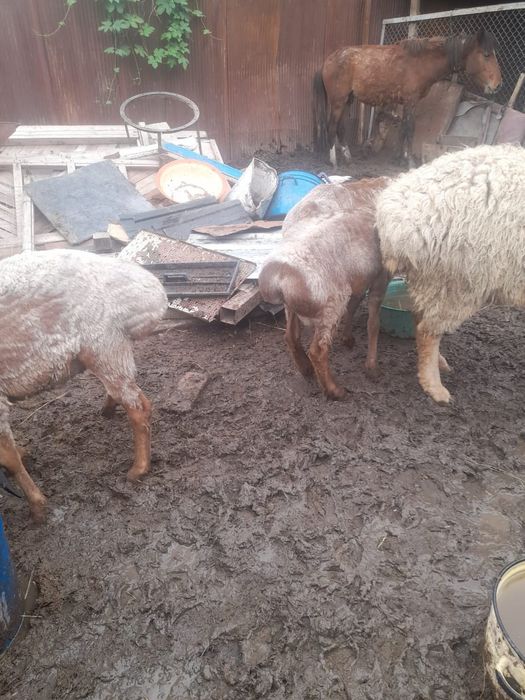 Продам баран жирные самкие и самцы
