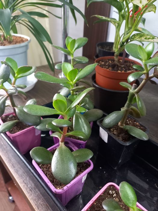 Цветы  комнатные