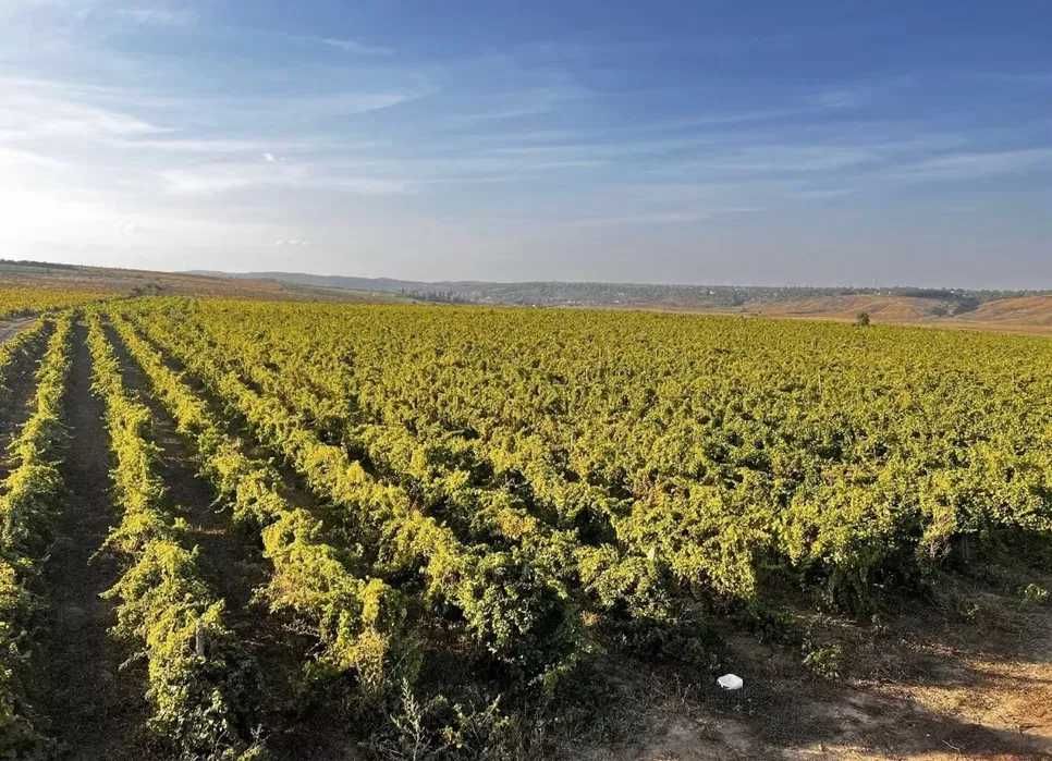 Vand Struguri de Vin