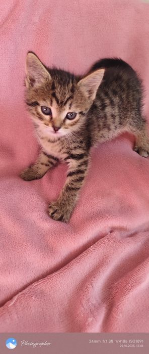 Девочка Лилу котёнка