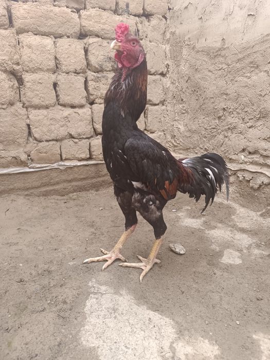 Дакан қораз сатлады