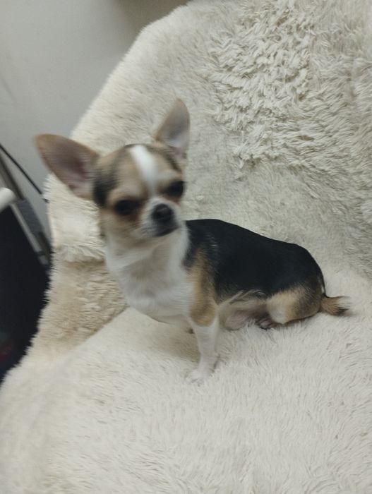 Мальчик чихуахуа