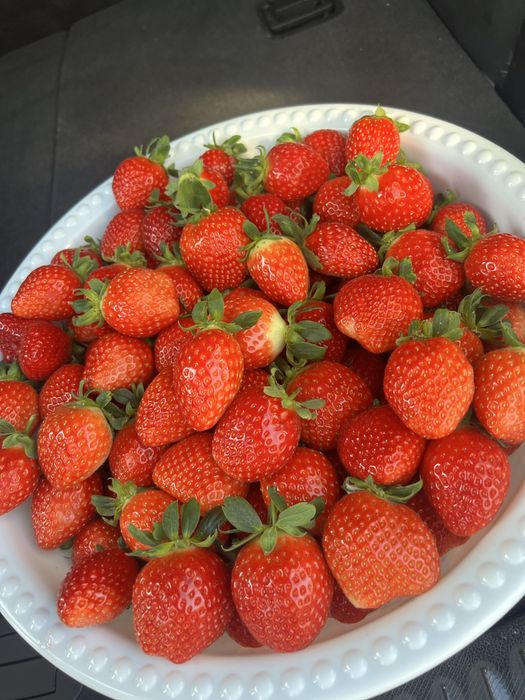 Klubnika Клубника Qulupnay OPTOM narx