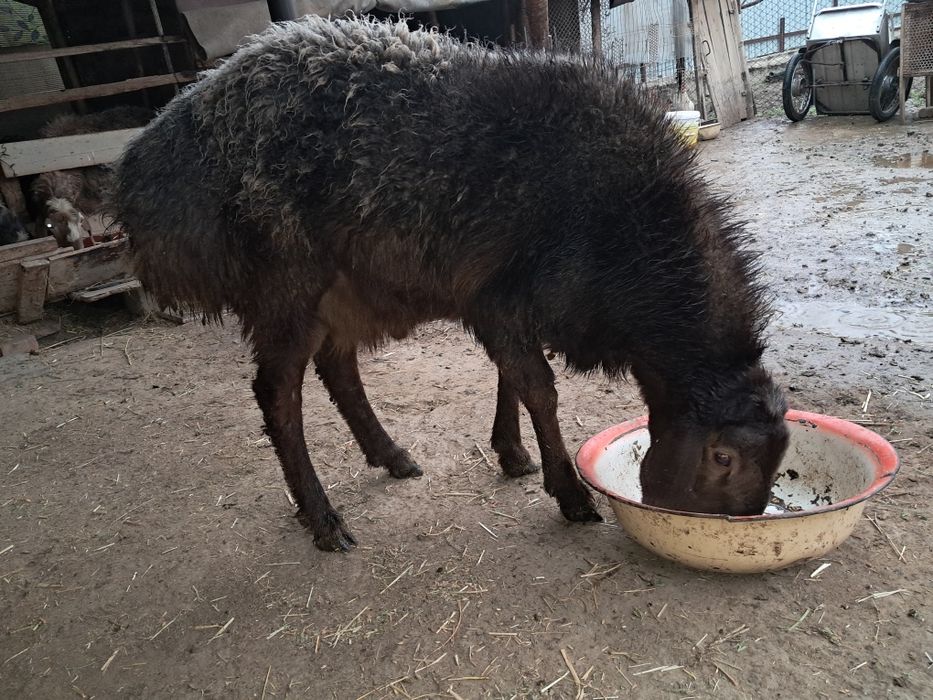 Катта кучкор сотилади.