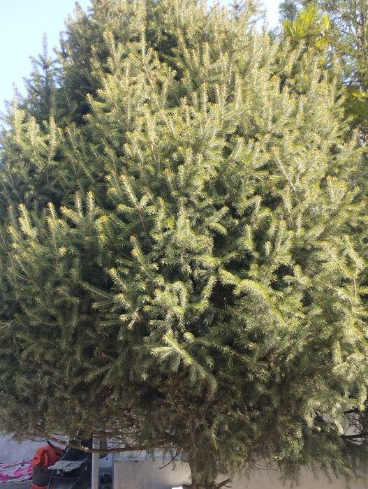Продам ёлки ёлка