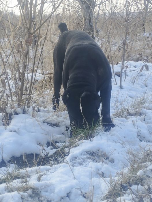 Вязка Кане Корсо