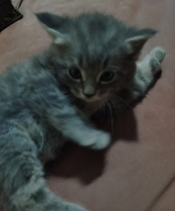 Продам британских котят