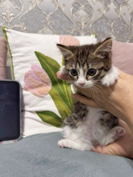 Отдам котенка в добрые руки