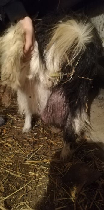 Ешкі сатылады сүтты