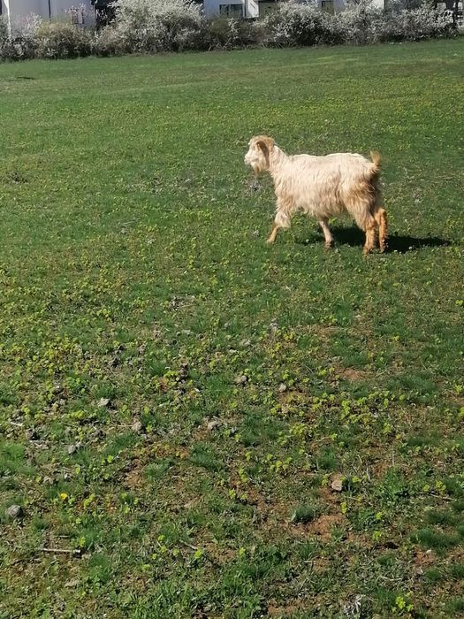 Vând o capră cu iada și berbece