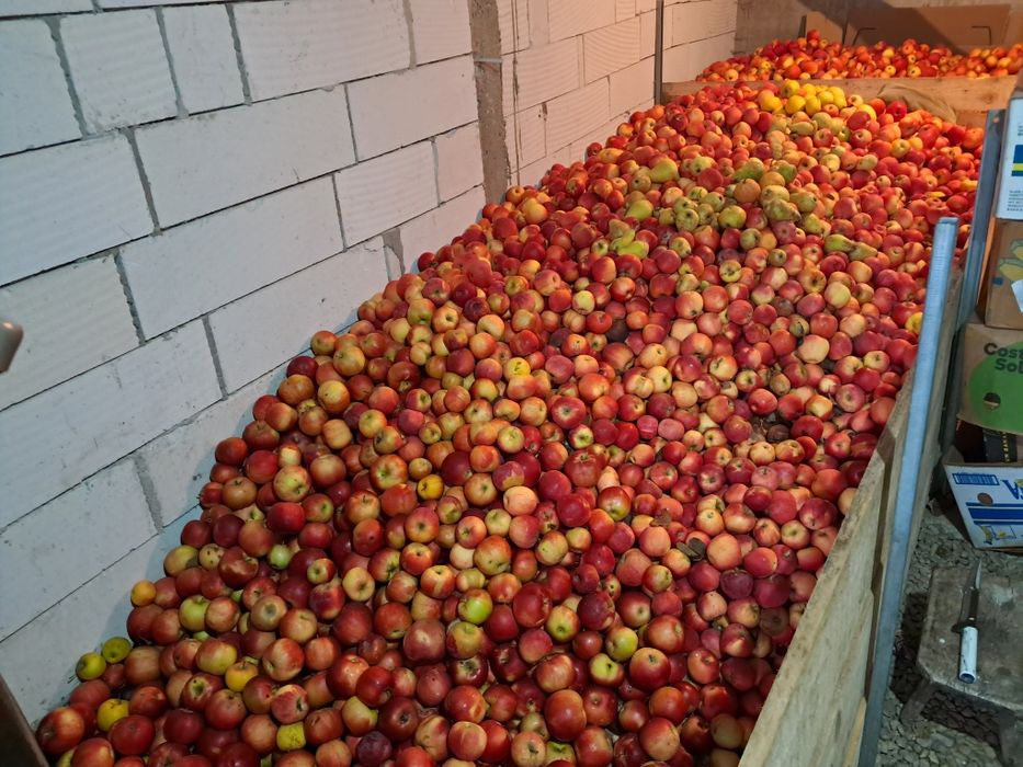 Unic producator. Mere de vanzare.