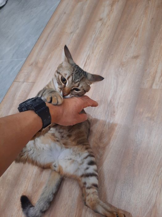 Отдам кота в хорошие руки