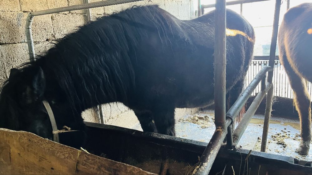 Соғымға бие сатылады